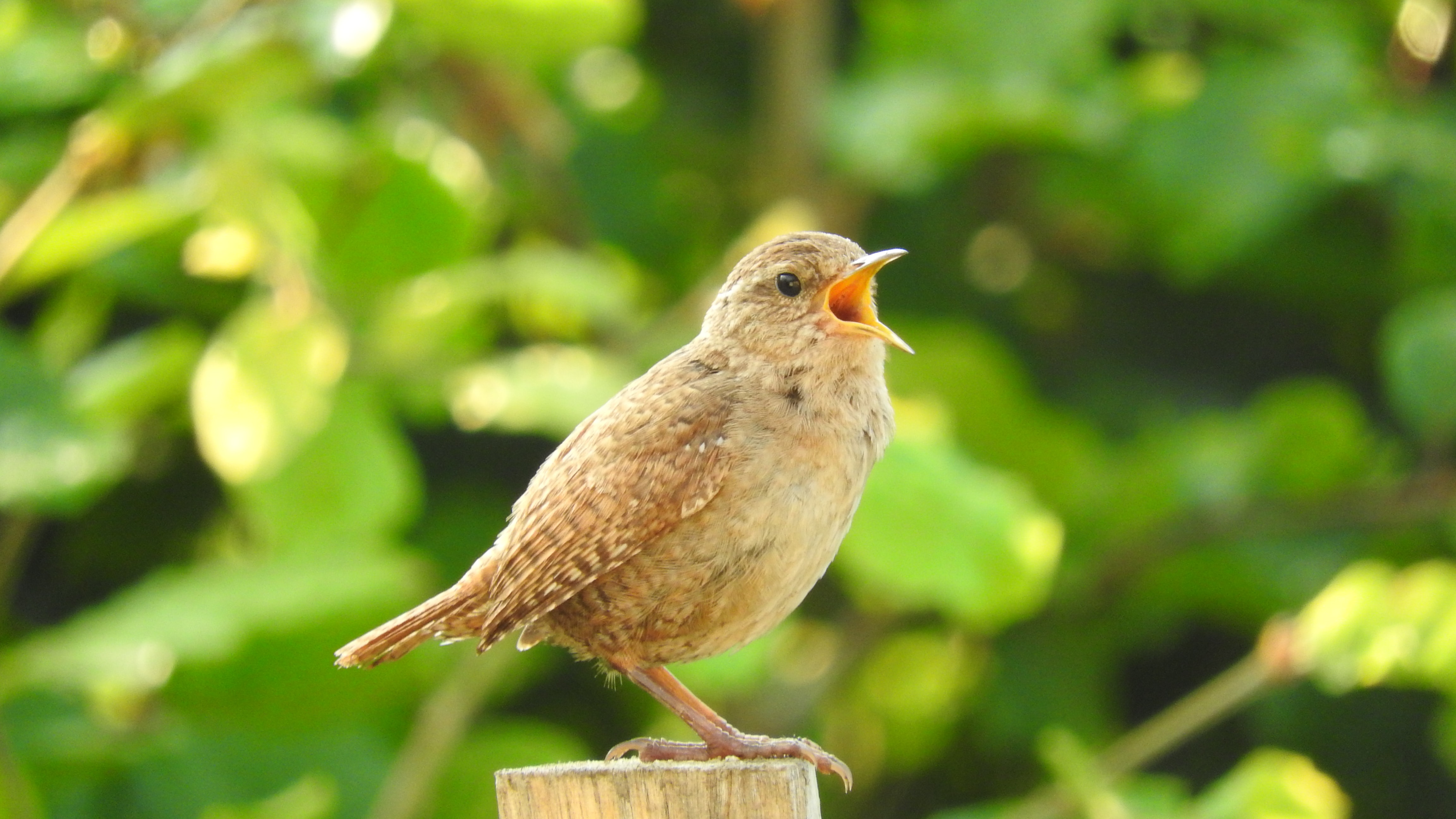 Bird Watching
